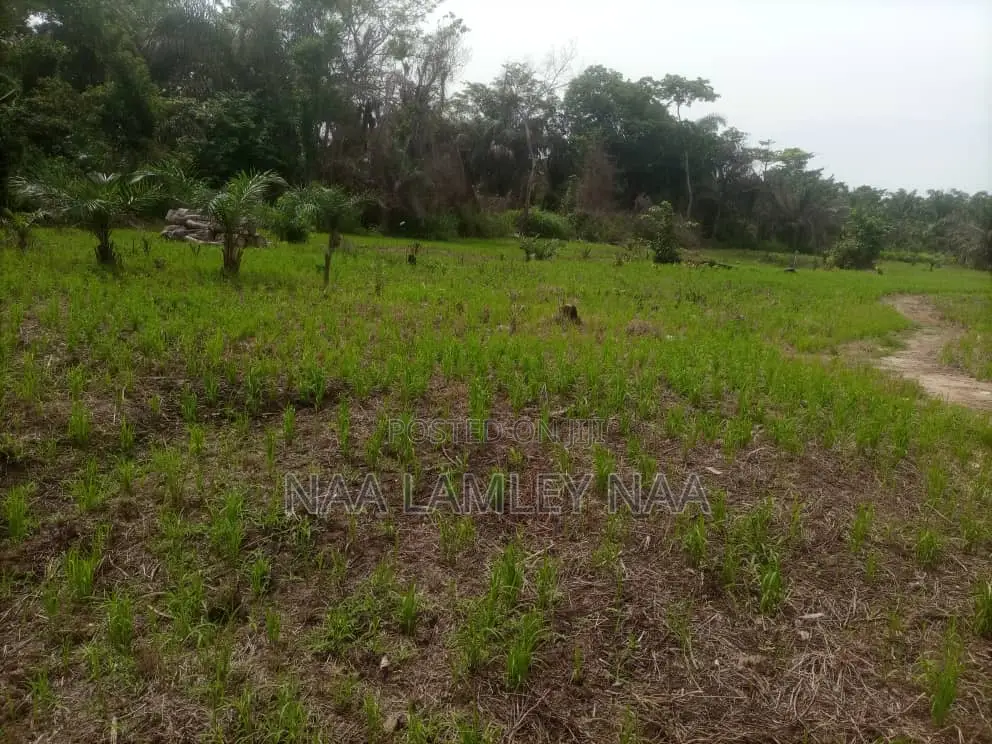 Commercial Farm and a Two Bedroom Farm for Sale at Kumasi. in Sekyere East