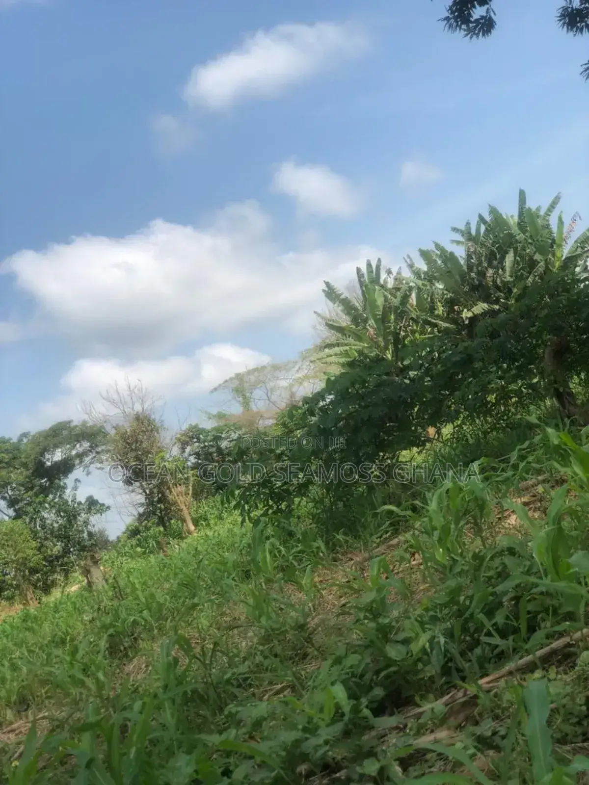 Farm Land Sunyani Odumase in Sunyani Municipal