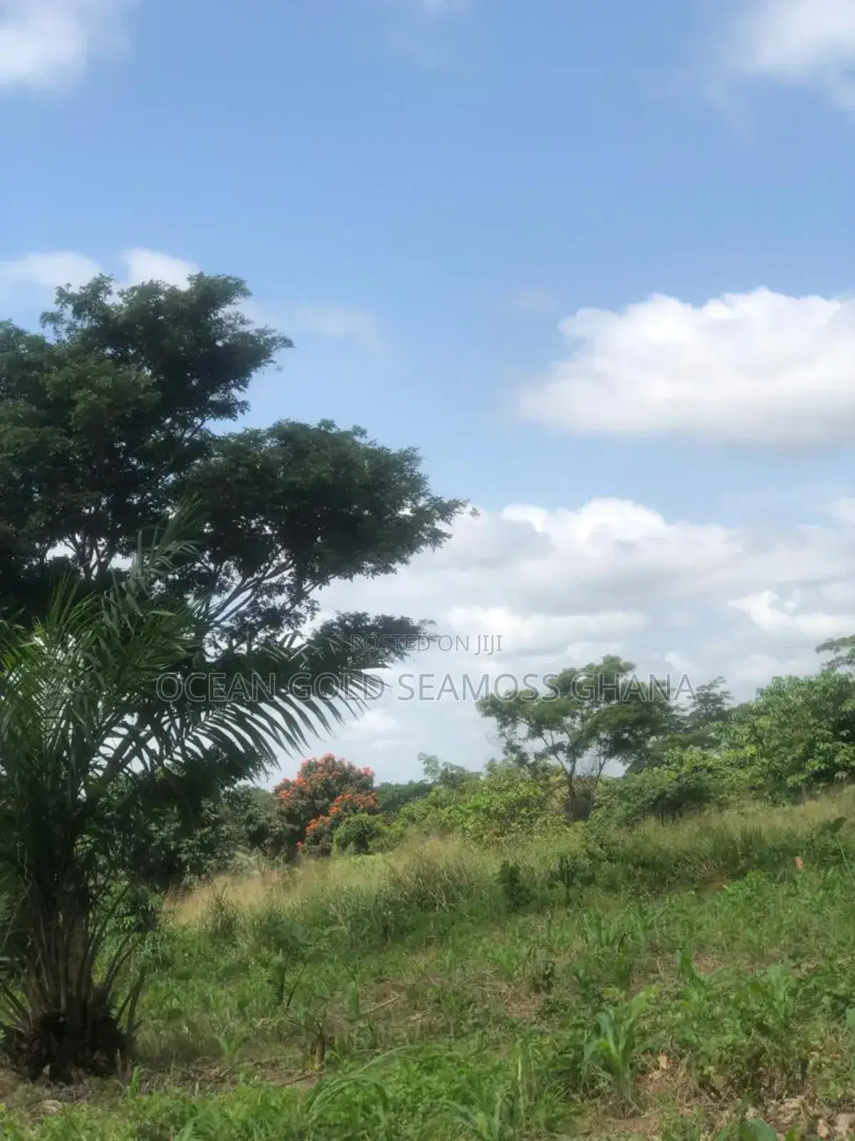Farm Land Sunyani Odumase in Sunyani Municipal