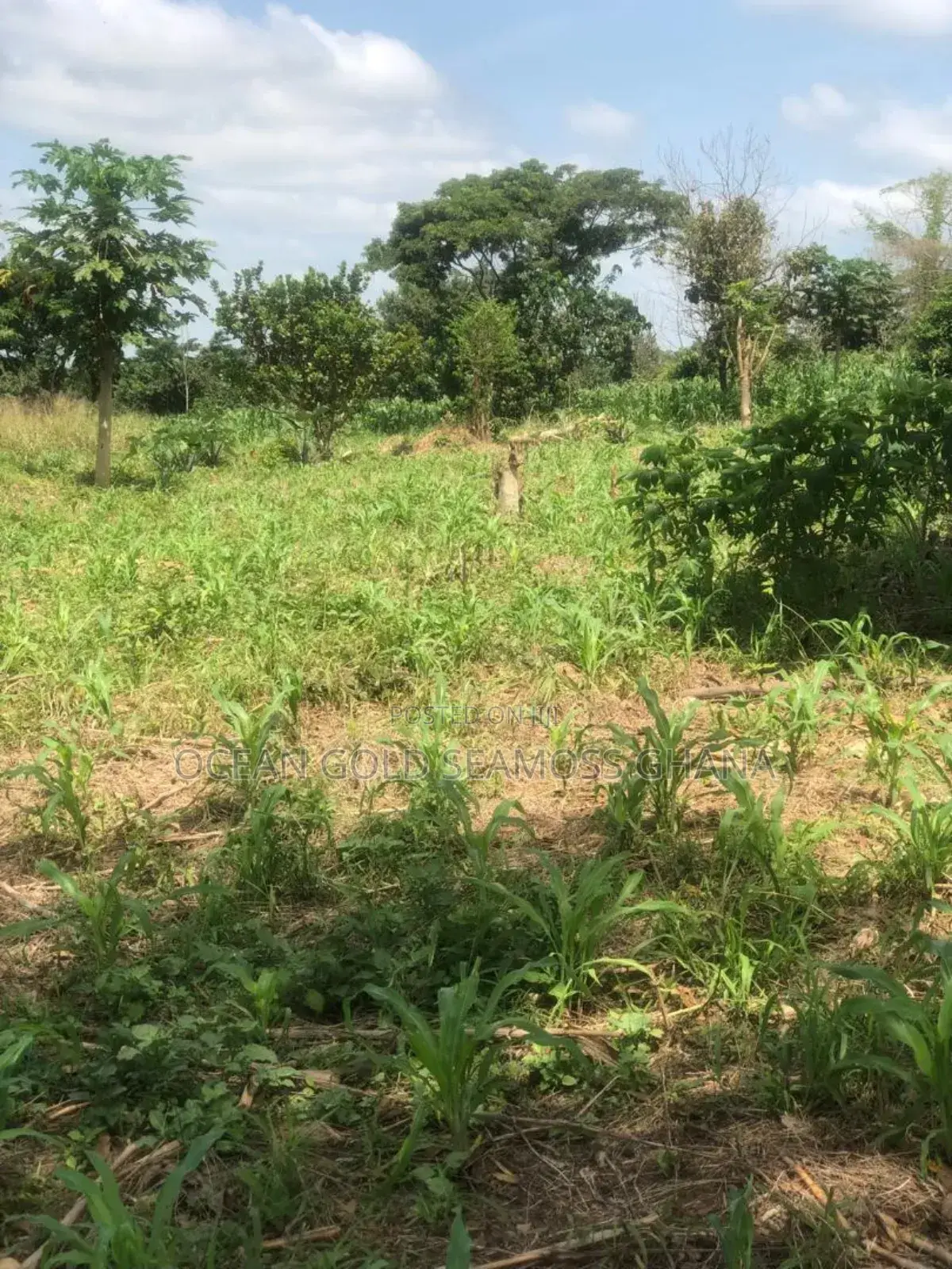 Farm Land Sunyani Odumase in Sunyani Municipal