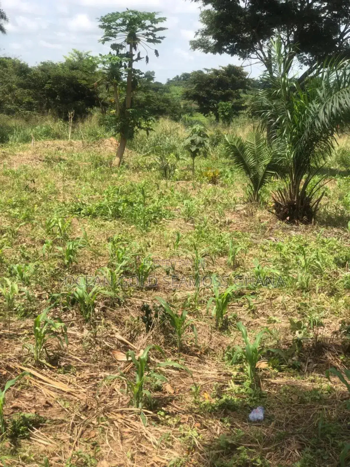 Farm Land Sunyani Odumase in Sunyani Municipal