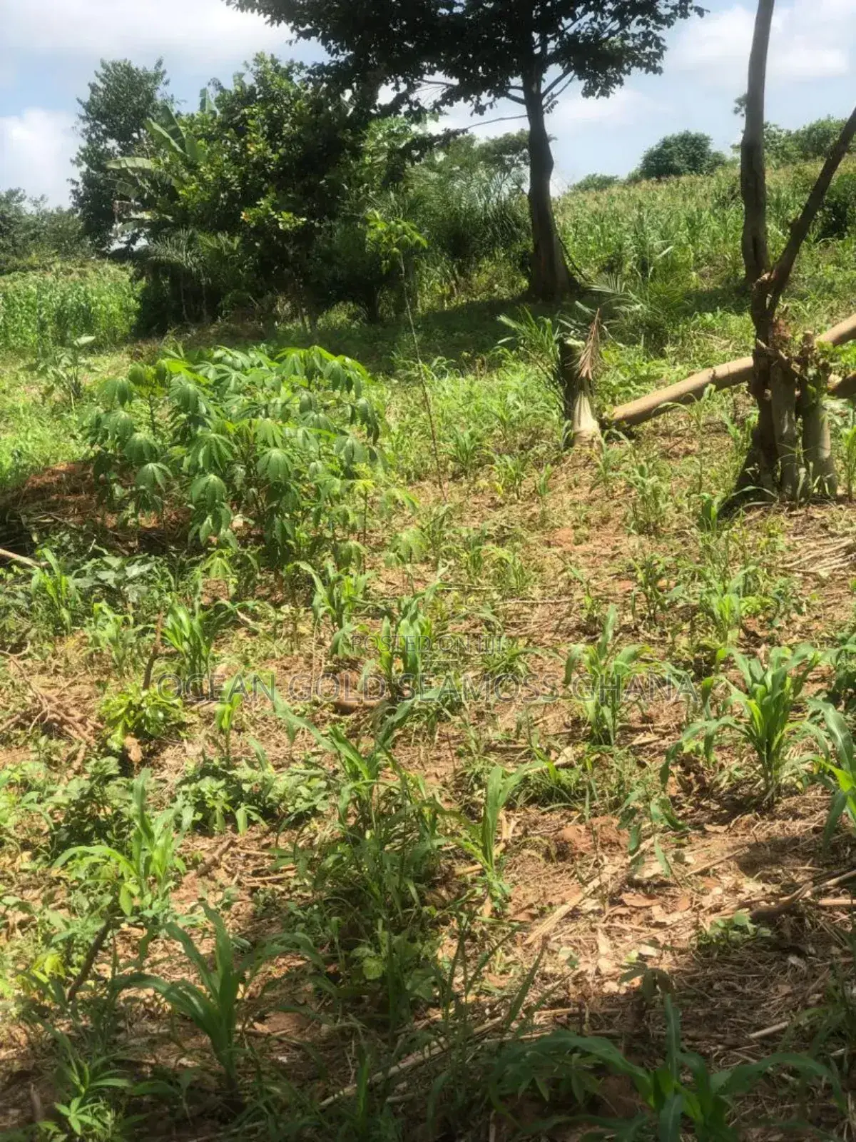 Farm Land Sunyani Odumase in Sunyani Municipal