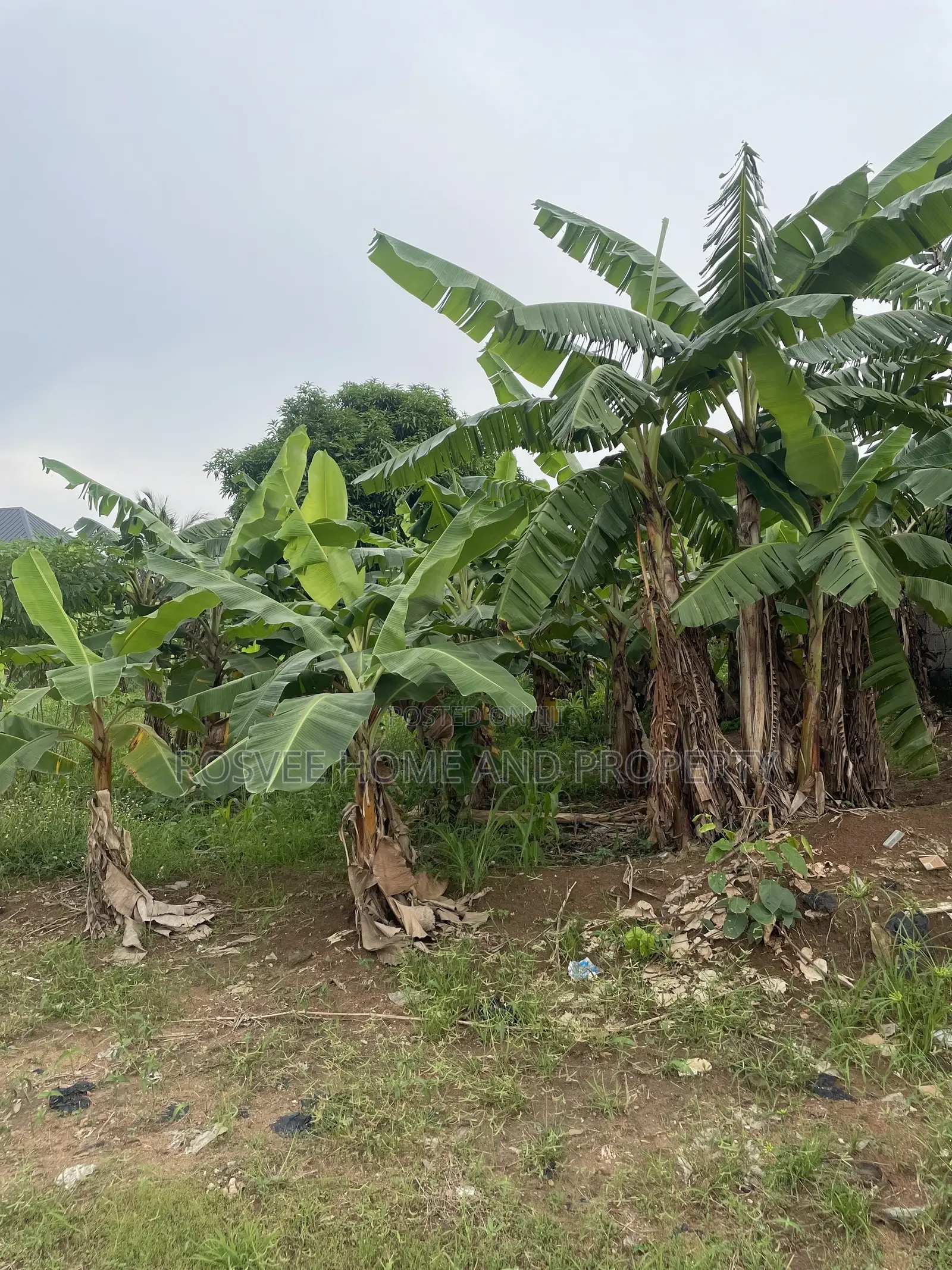 Residential Land at Adako Gyakye in Ejisu-Juaben Municipal