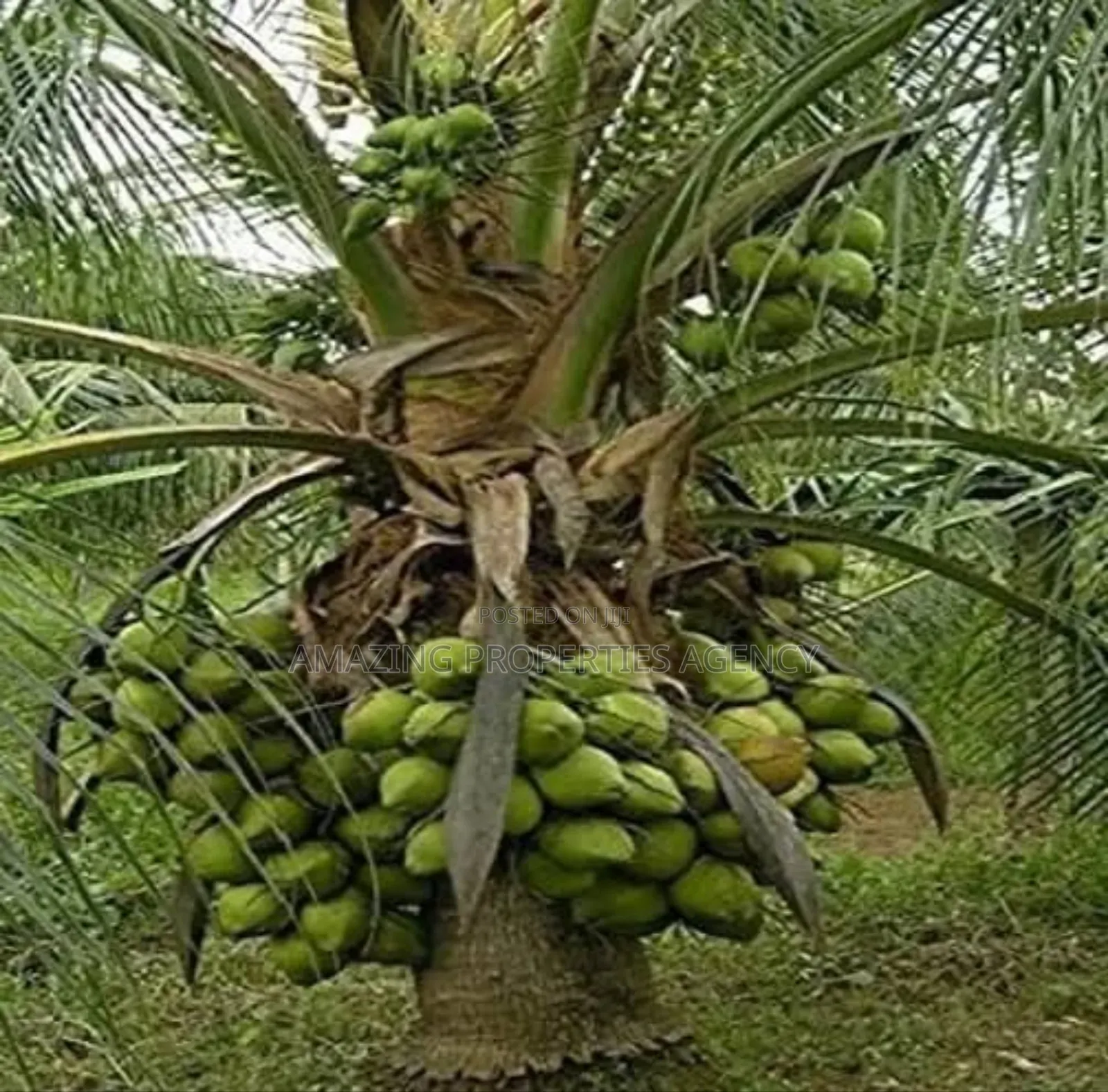 5000 Acres of Land at Nsawam in Akuapim North