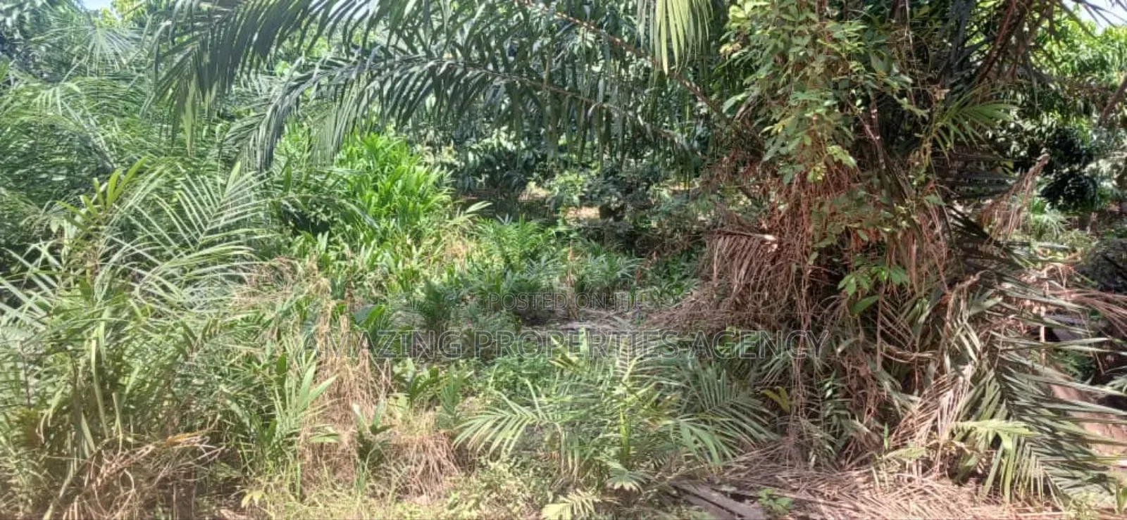 2 Acres of Land for Sale Location Dzowrolo/Abelemkpe Over Head in Dworwulu