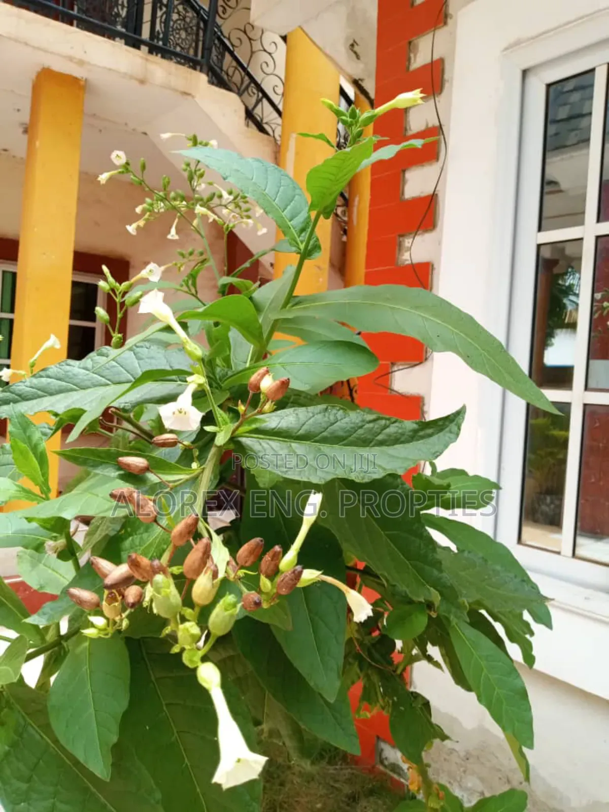 Furnished 2bdrm Apartment in Furnished, Abokobi for rent in Abokobi