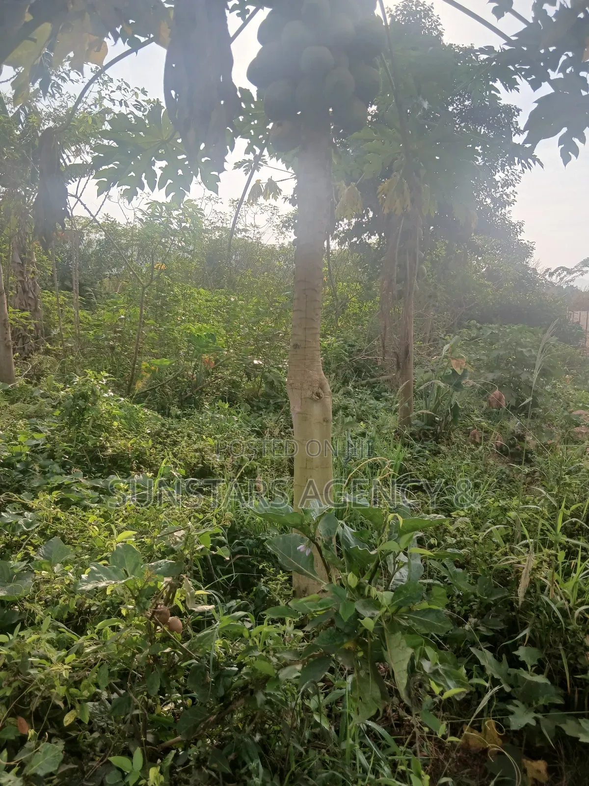 Land for Sale in Hohoe in Hohoe Municipal