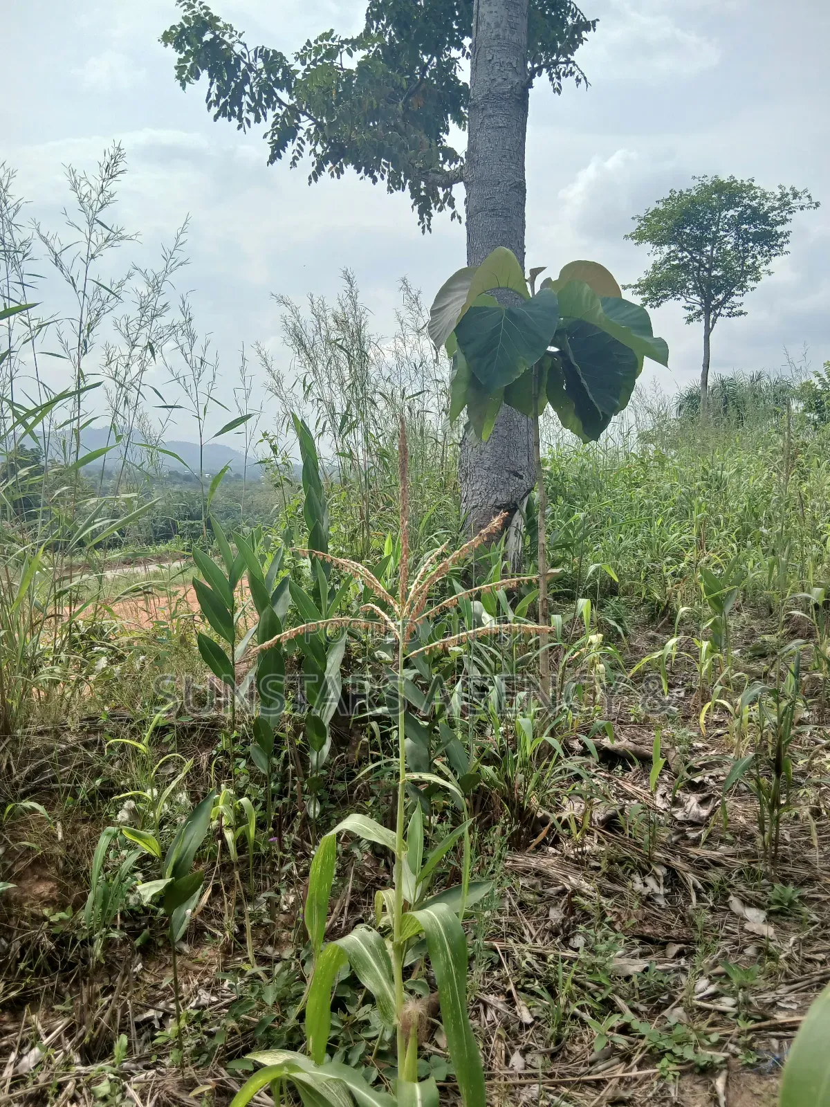 Roadside Land for Sale in Hohoe in Hohoe Municipal