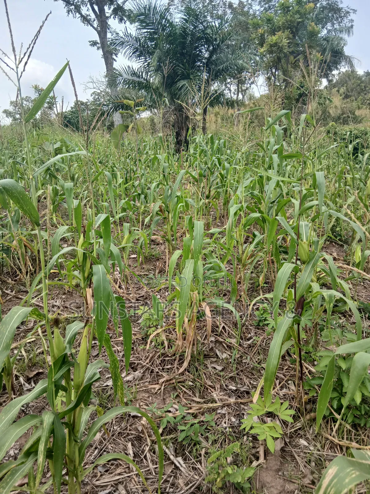 Roadside Land for Sale in Hohoe in Hohoe Municipal