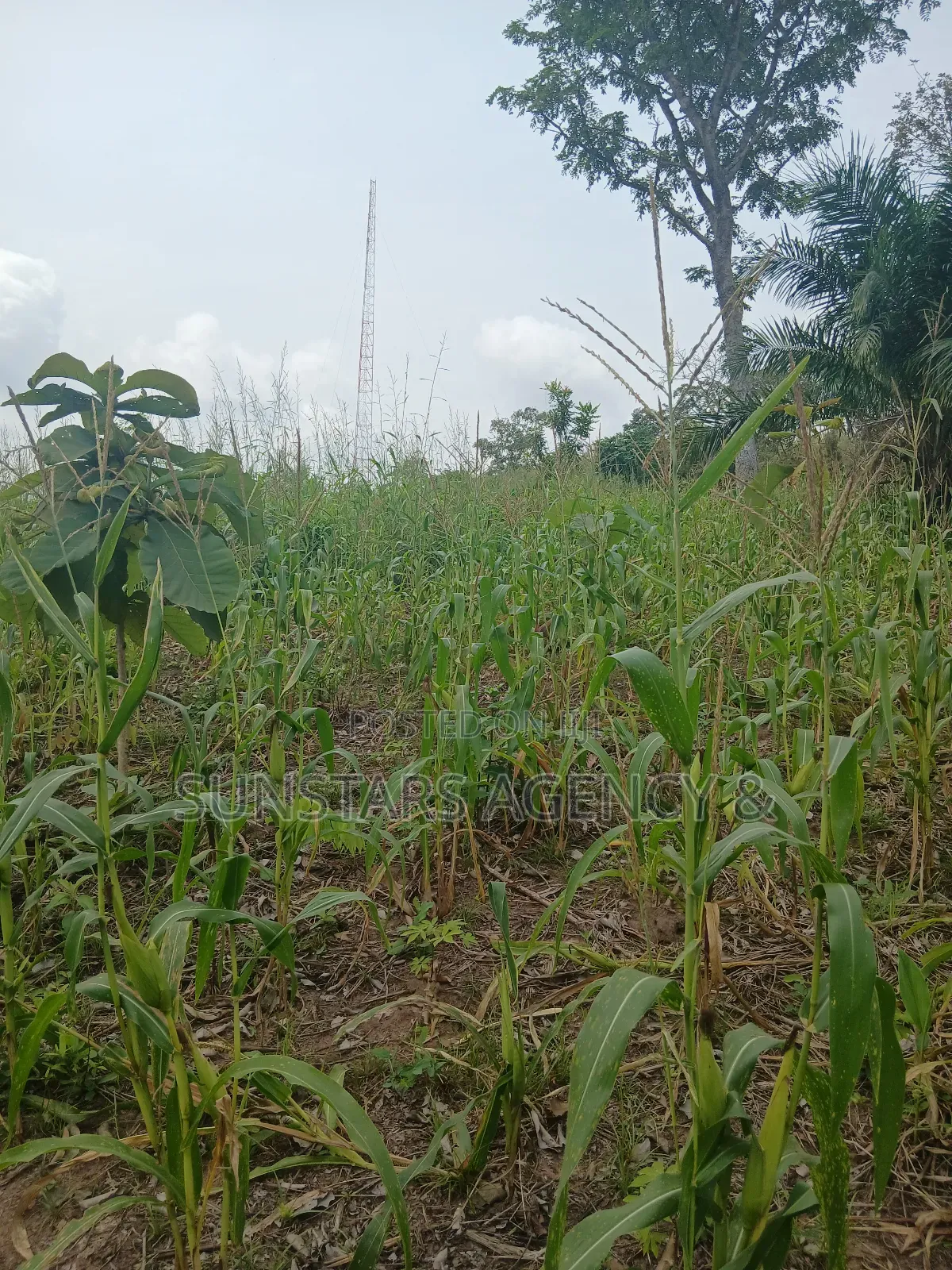 Roadside Land for Sale in Hohoe in Hohoe Municipal