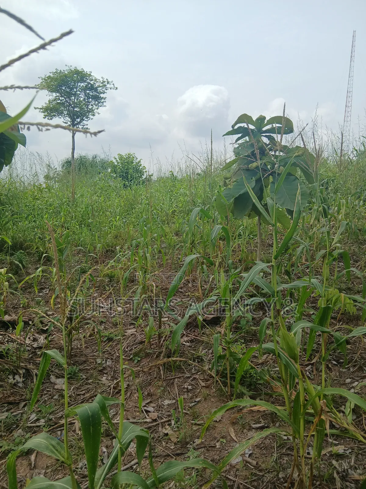 Roadside Land for Sale in Hohoe in Hohoe Municipal
