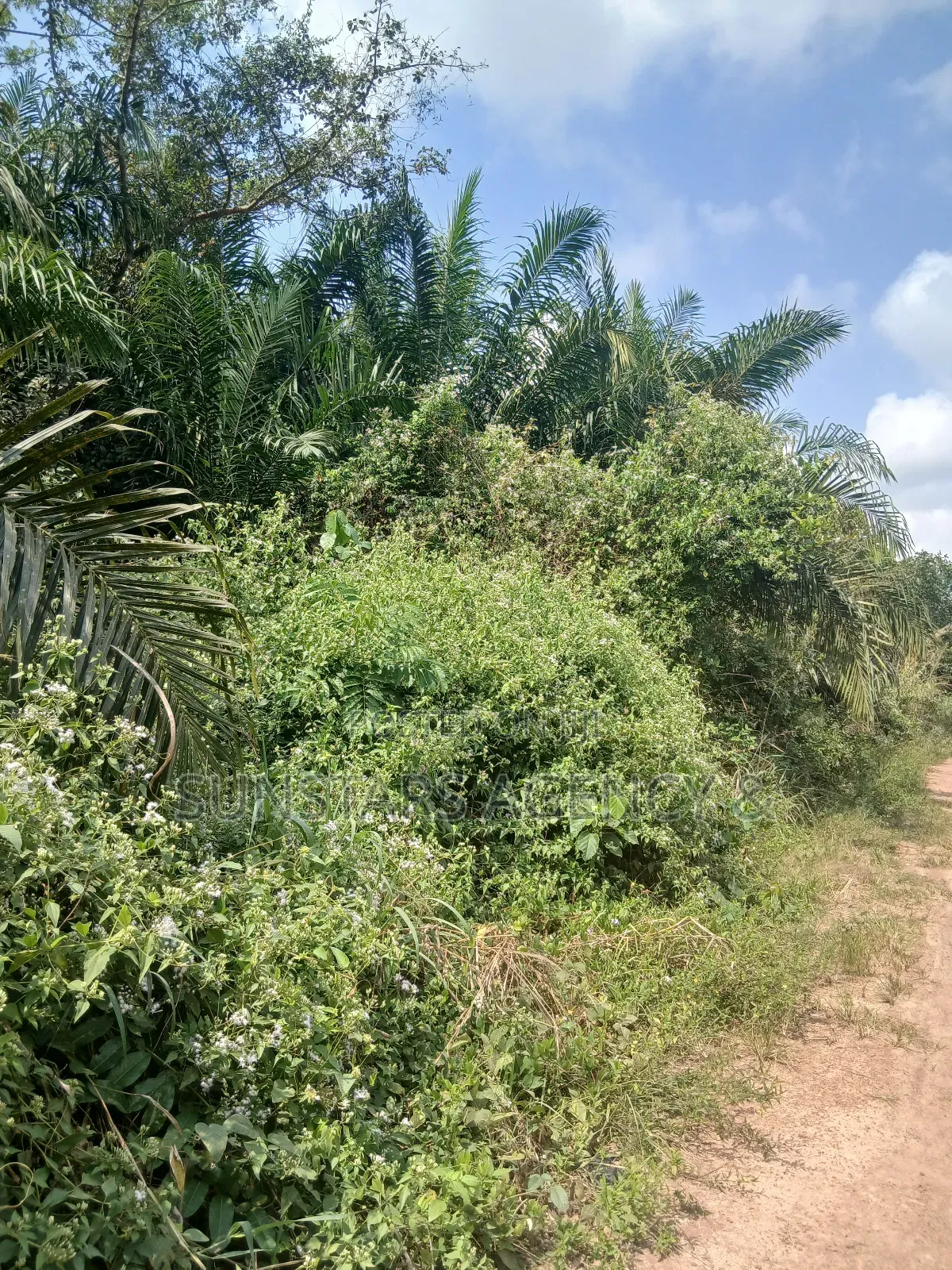 Farm Land For Sale In Hohoe in Hohoe Municipal
