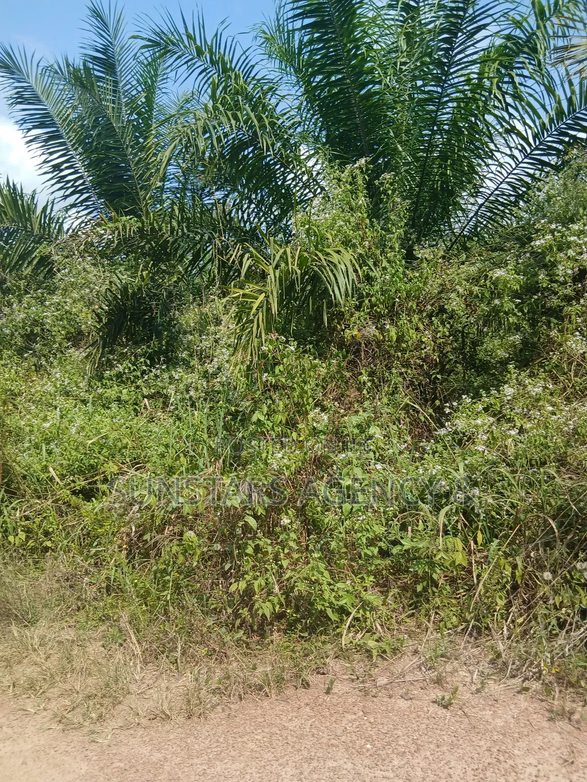 Farm Land For Sale In Hohoe in Hohoe Municipal