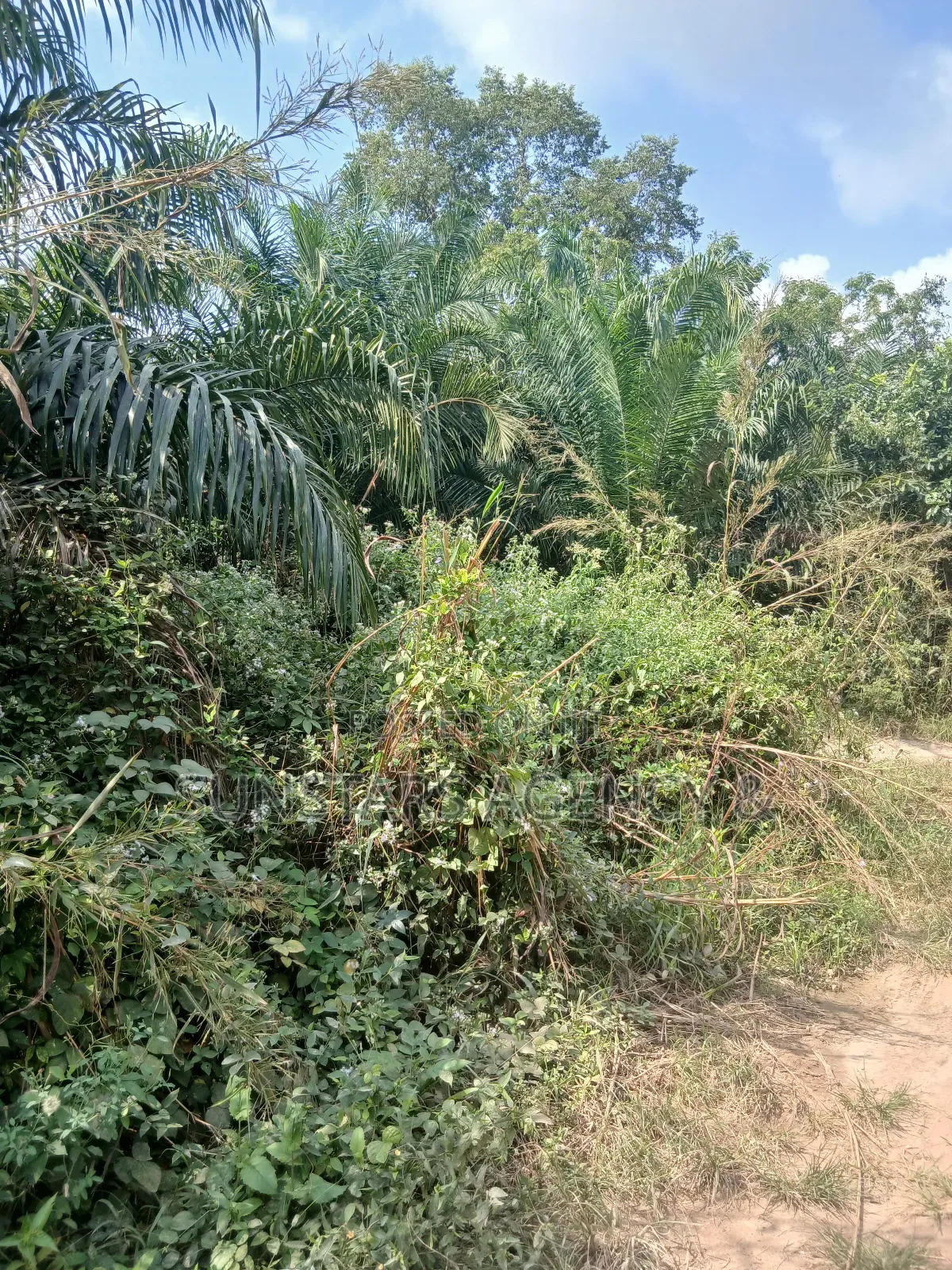Farm Land For Sale In Hohoe in Hohoe Municipal
