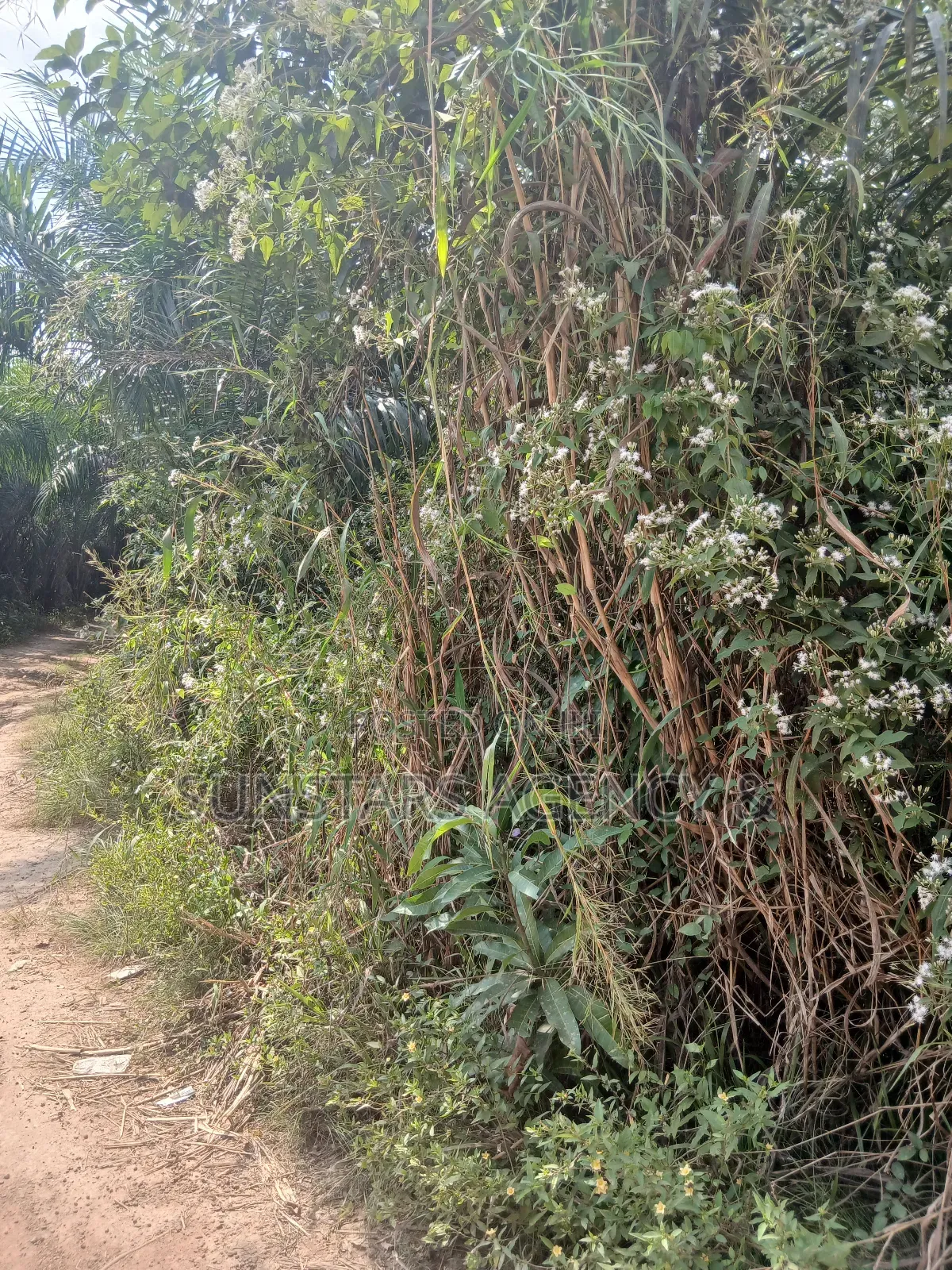 Farm Land For Sale In Hohoe in Hohoe Municipal