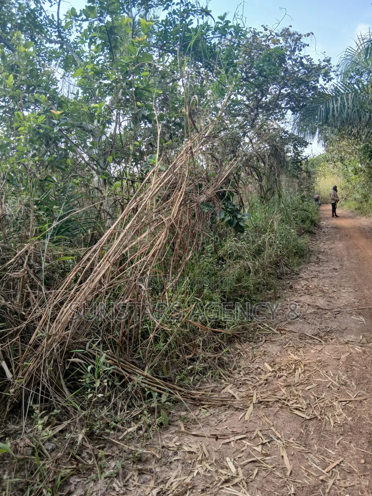 Farm Land for Sale at Wegbe,Hohoe in Hohoe Municipal