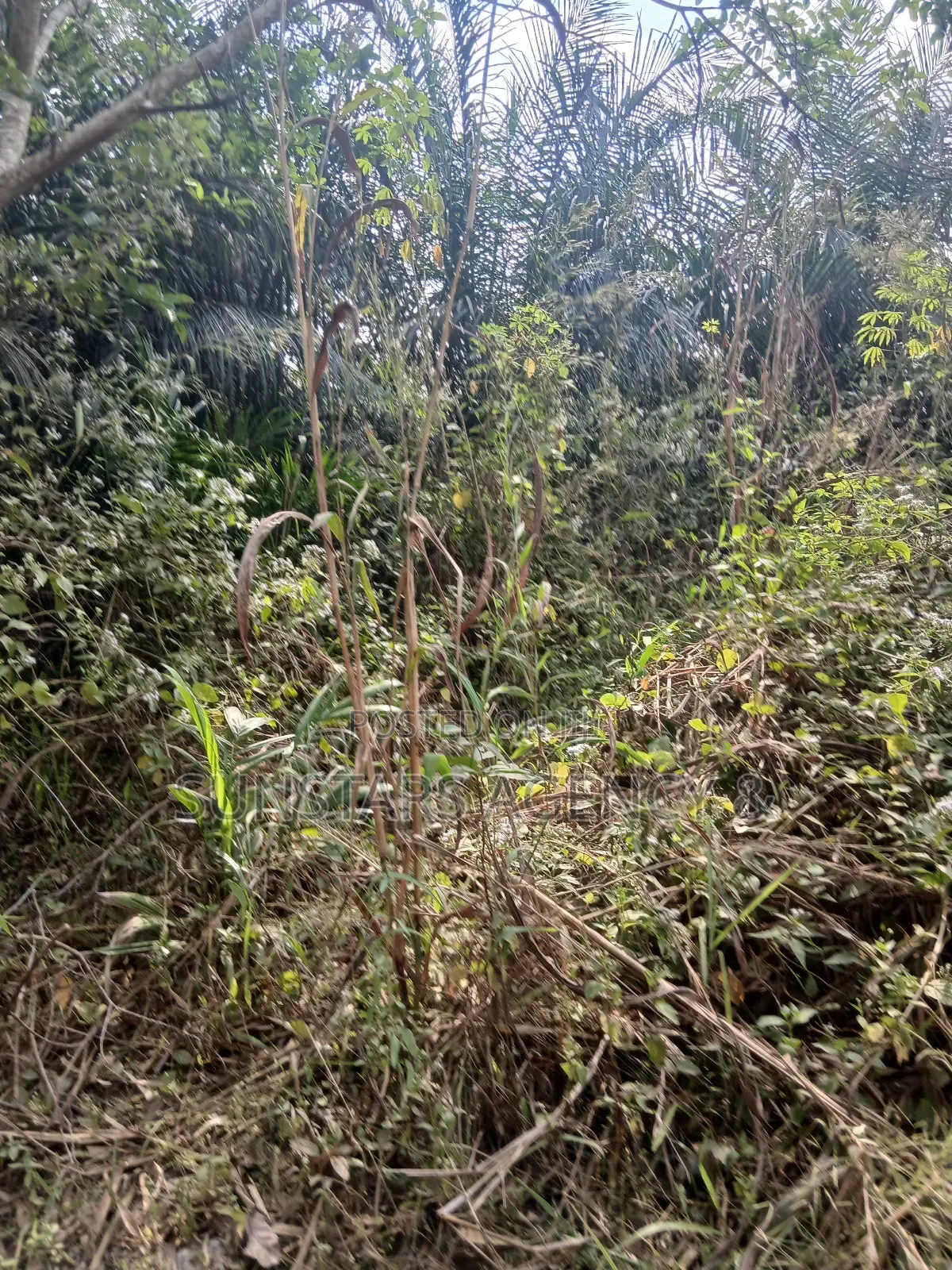 Farm Land for Sale at Wegbe,Hohoe in Hohoe Municipal