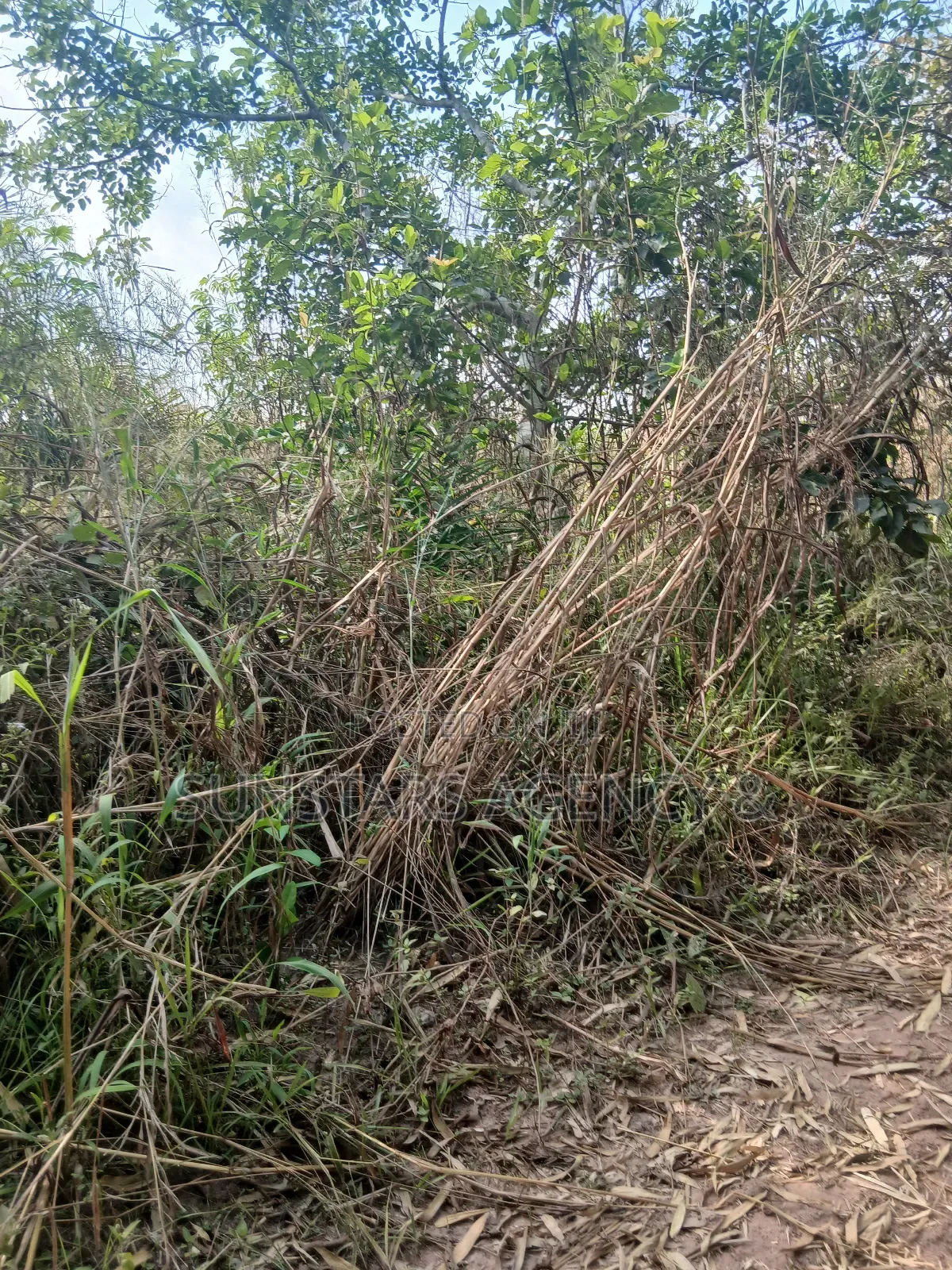 Farm Land for Sale at Wegbe,Hohoe in Hohoe Municipal