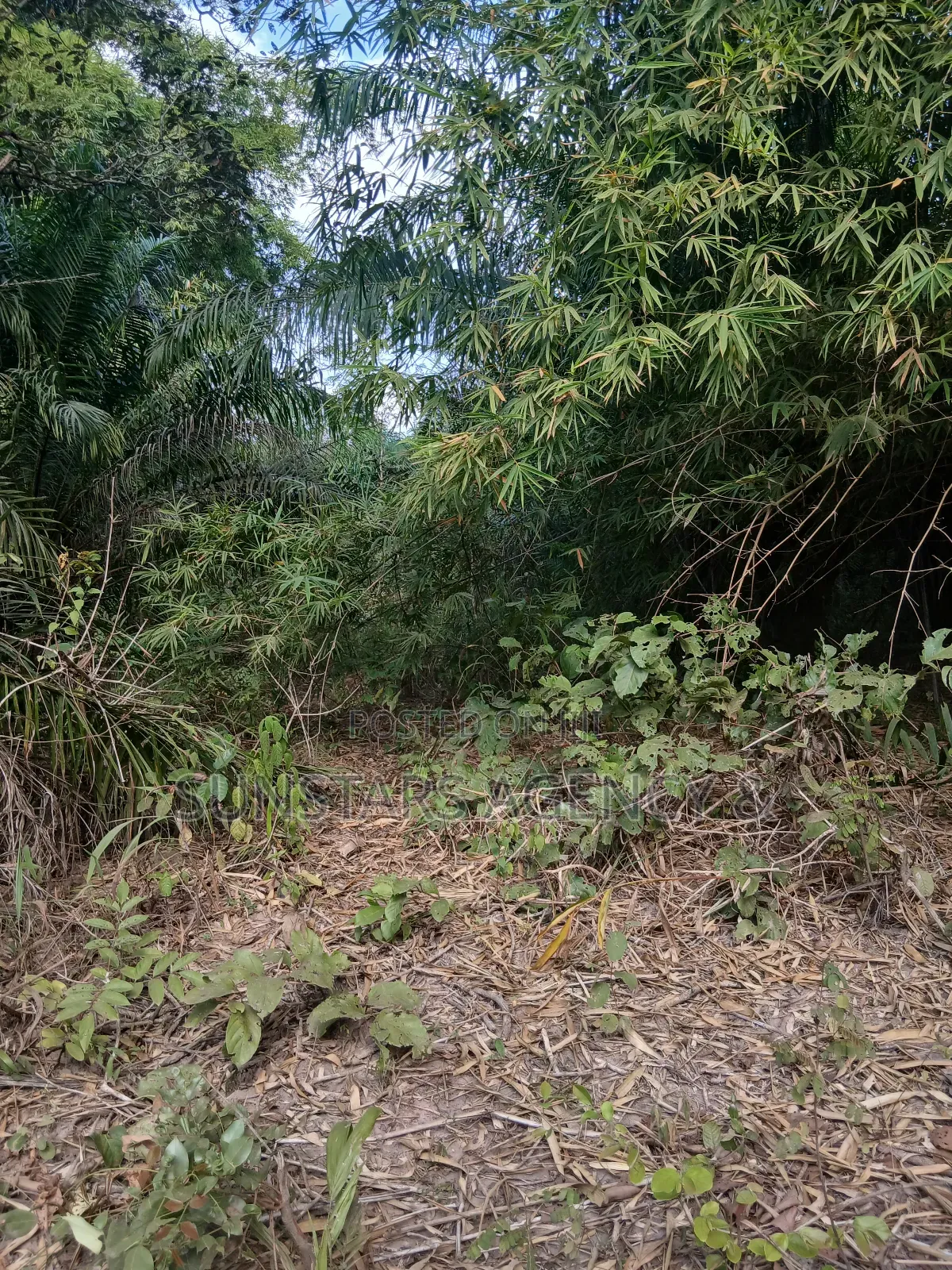 Farm Land for Sale at Wegbe,Hohoe in Hohoe Municipal