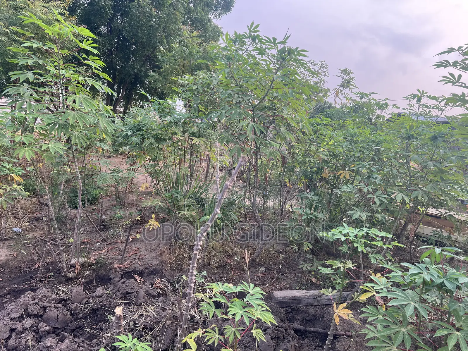 Half Plot of Land for Sale at Ablekuma in Manhean