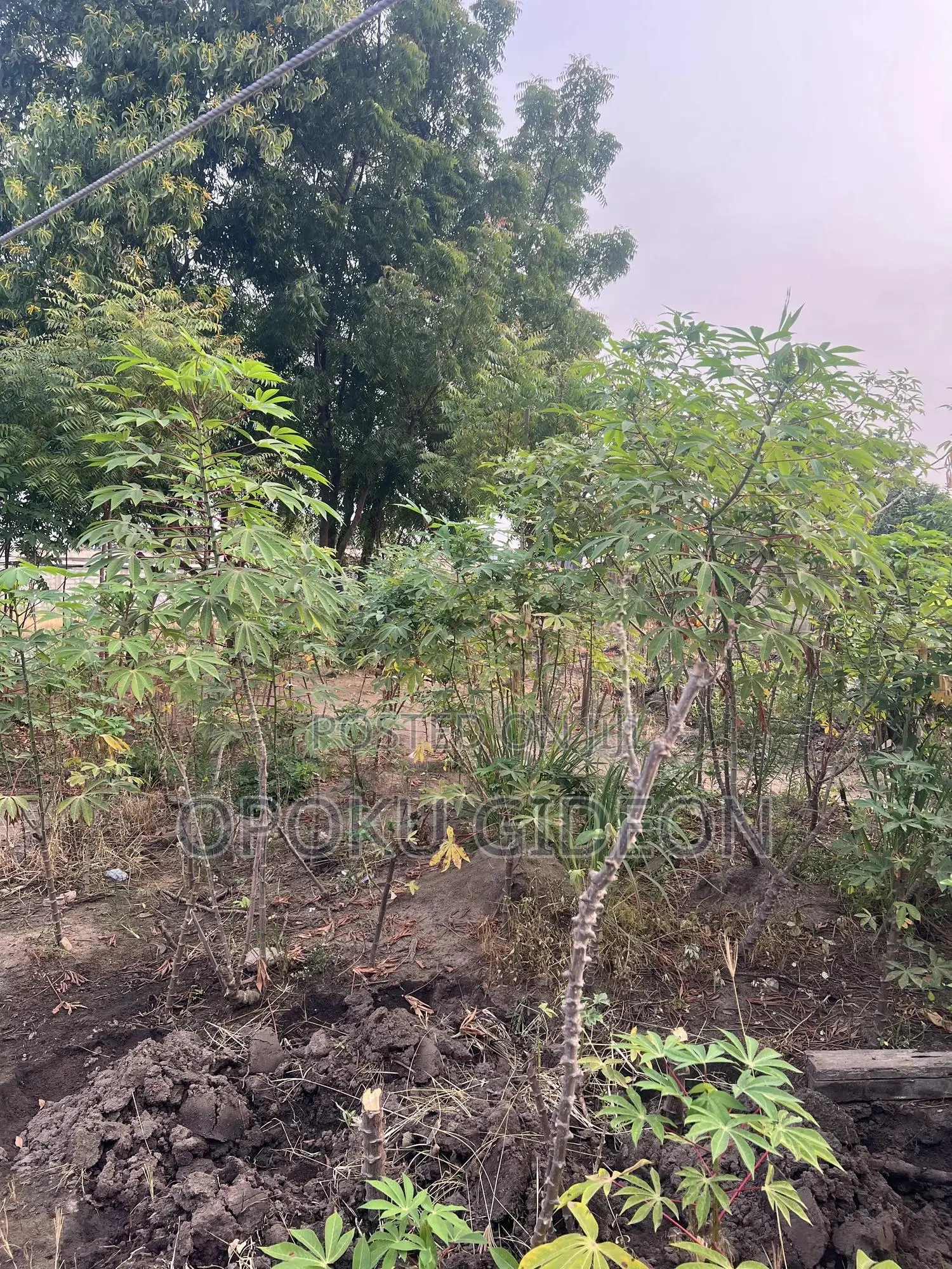 Half Plot of Land for Sale at Ablekuma in Manhean