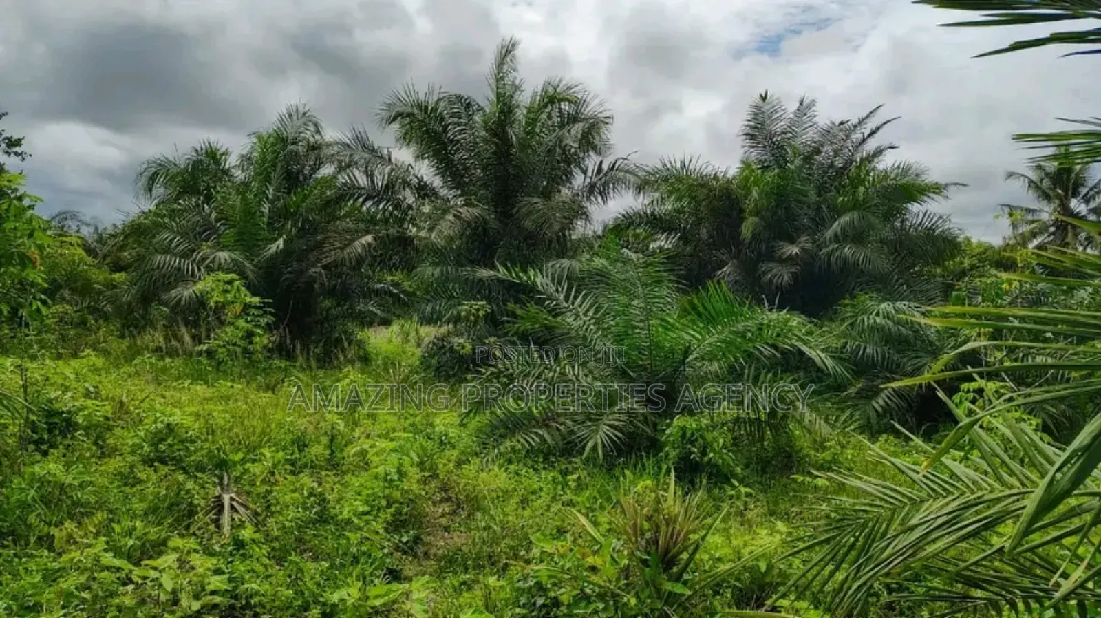 A. 40 Acres Land For Sale*. *Location:Borteyman* in Tema Metropolitan
