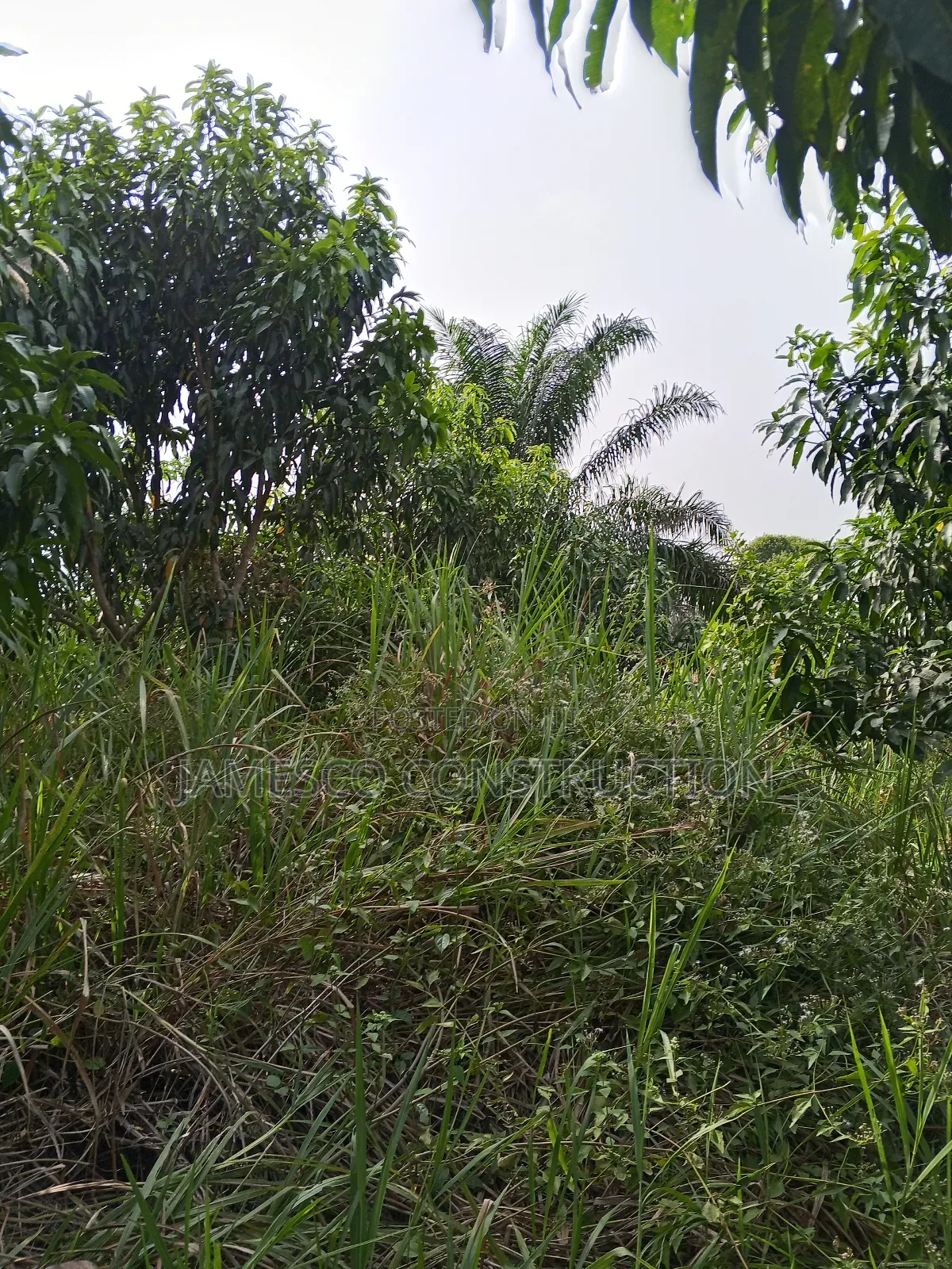 Mango and Coconut Farms for Sale in Ayensuano