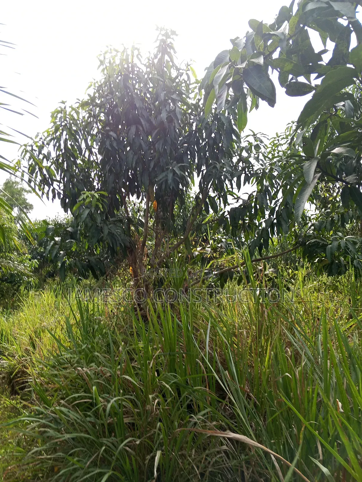Mango and Coconut Farms for Sale in Ayensuano