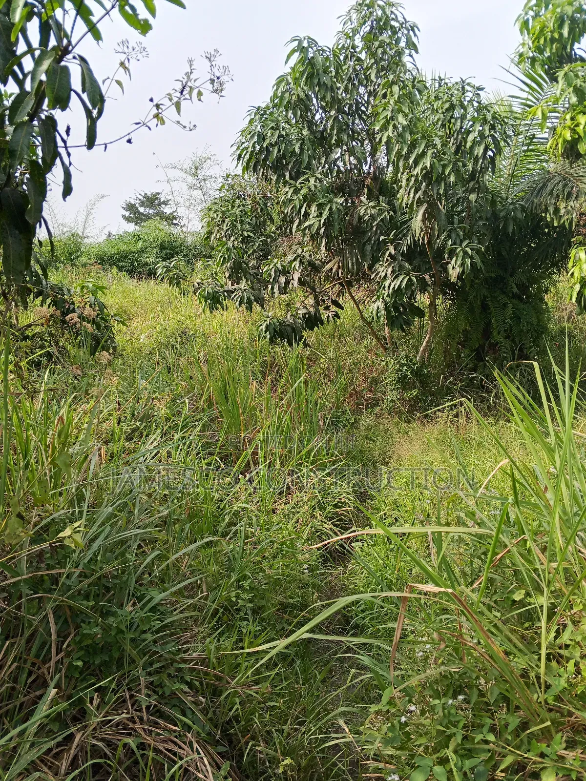 Mango and Coconut Farms for Sale in Ayensuano