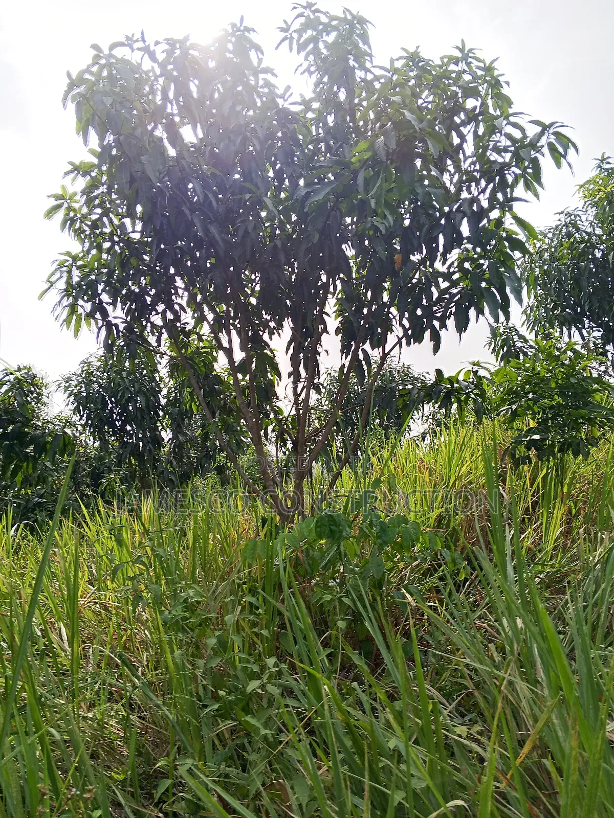 Mango and Coconut Farms for Sale in Ayensuano