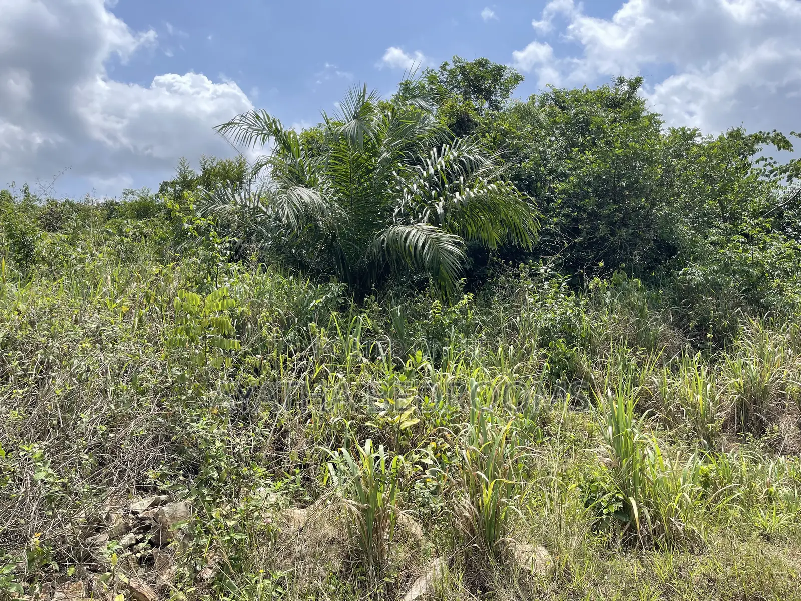Land for Sale in Aburi