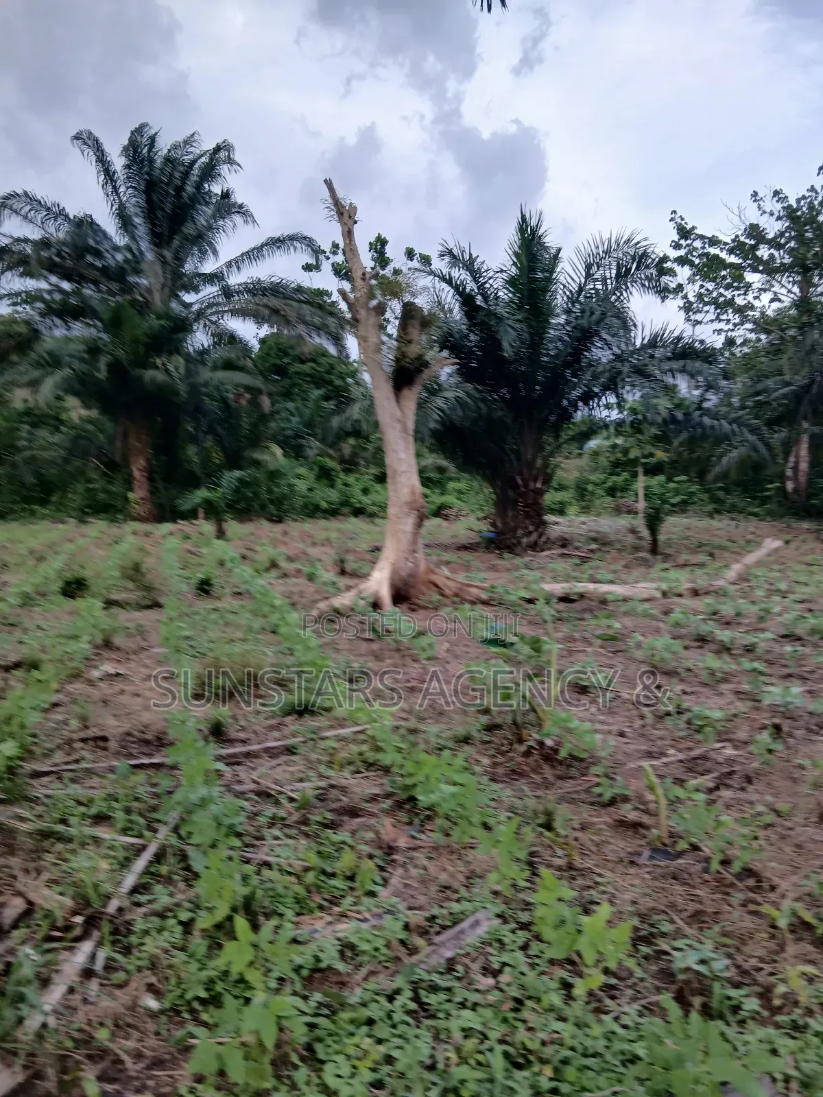 Land Available for Sale in Hohoe in Hohoe Municipal