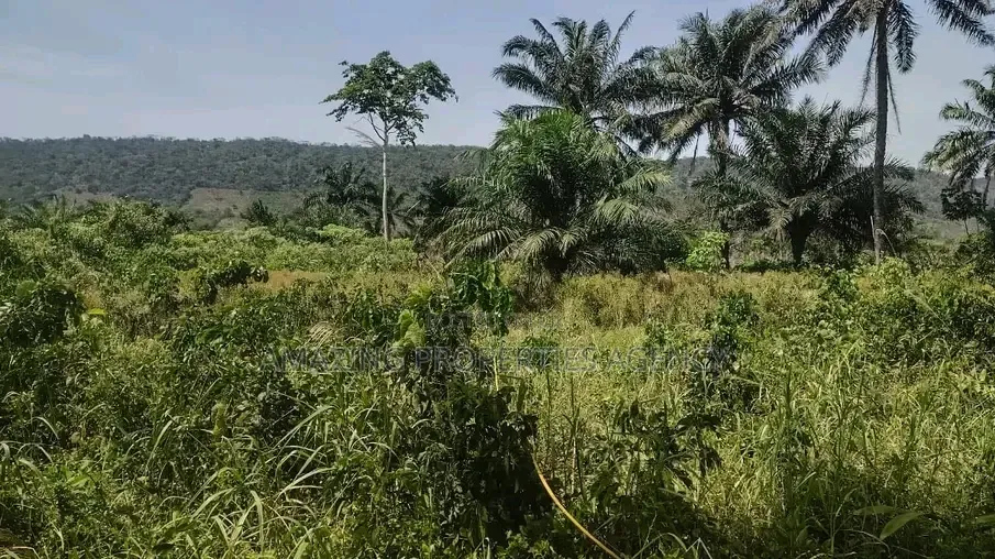50acres of Mango Farm Land for Sale at Agomeda in Dodowa