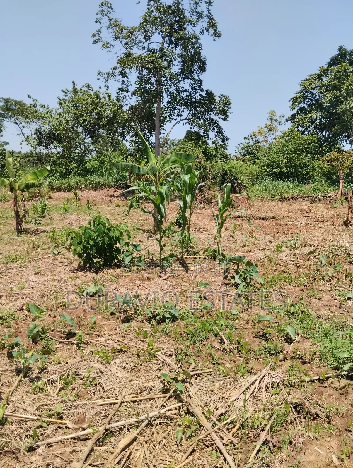 Full Plot in Atwima Foase in Kumasi Metropolitan