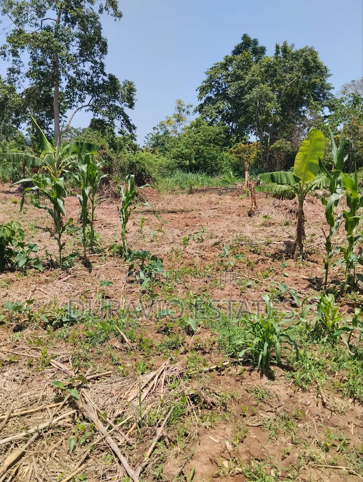 Full Plot in Atwima Foase in Kumasi Metropolitan