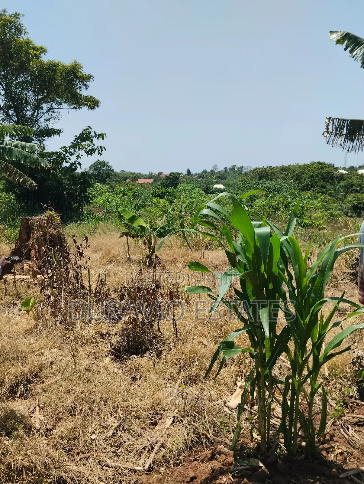 Full Plot in Atwima Foase in Kumasi Metropolitan