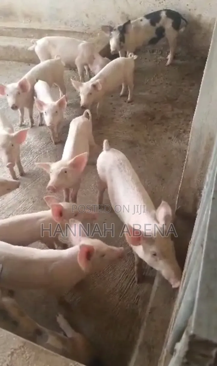 Farm Land for Pigs in Amansie Central
