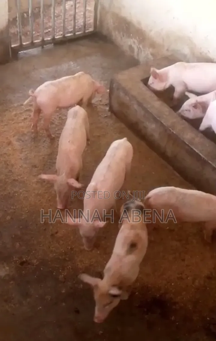 Farm Land for Pigs in Amansie Central