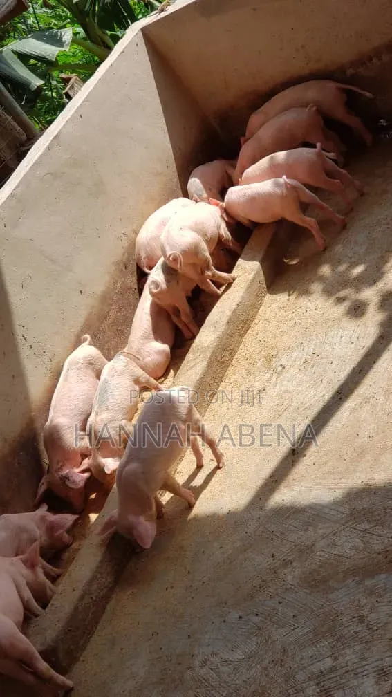 Farm Land for Pigs in Amansie Central