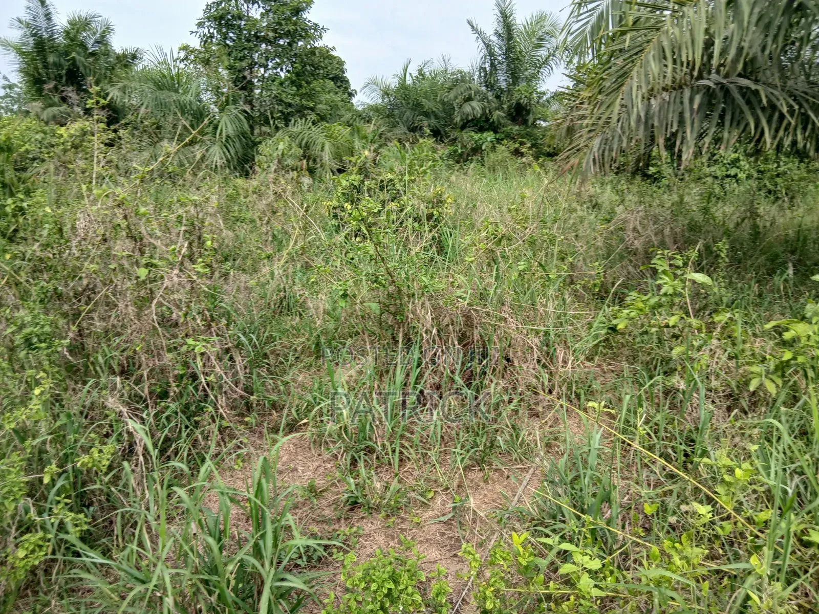 3 Plots of Land 4sale at Offinso Amoawi in Offinso Municipal