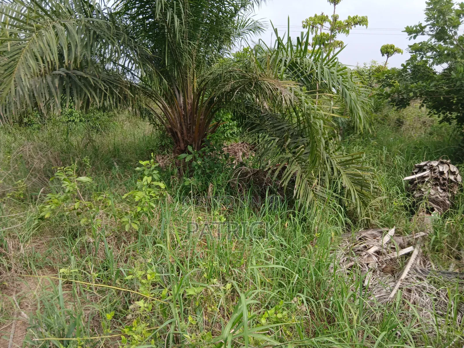 3 Plots of Land 4sale at Offinso Amoawi in Offinso Municipal