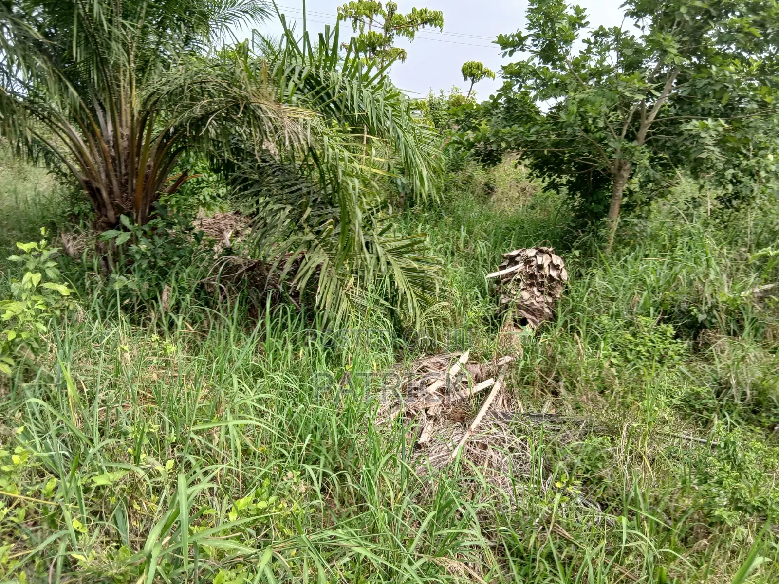 3 Plots of Land 4sale at Offinso Amoawi in Offinso Municipal