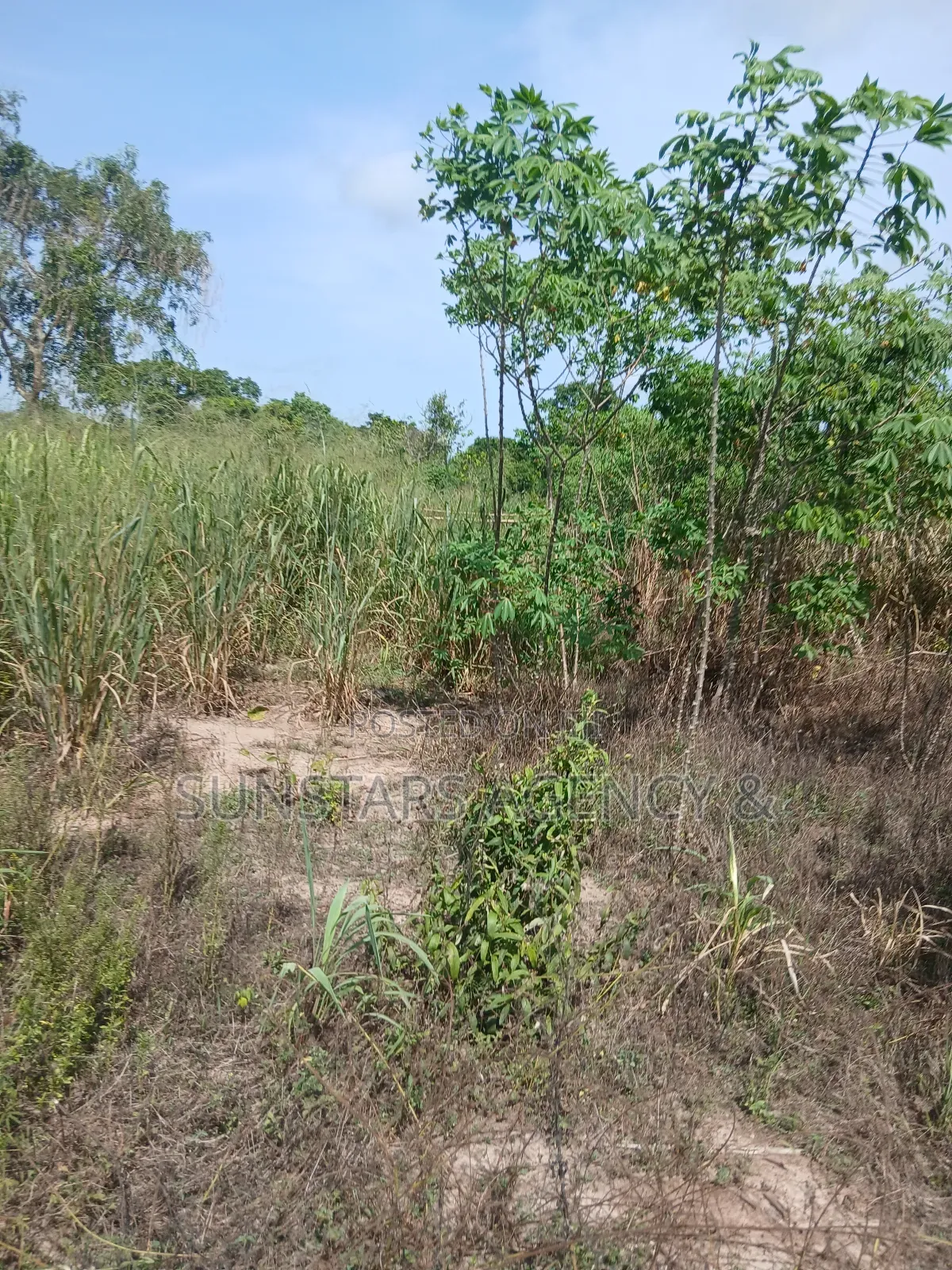 Acre Of Fertile Farm Land In Hohoe For Sale in Hohoe Municipal