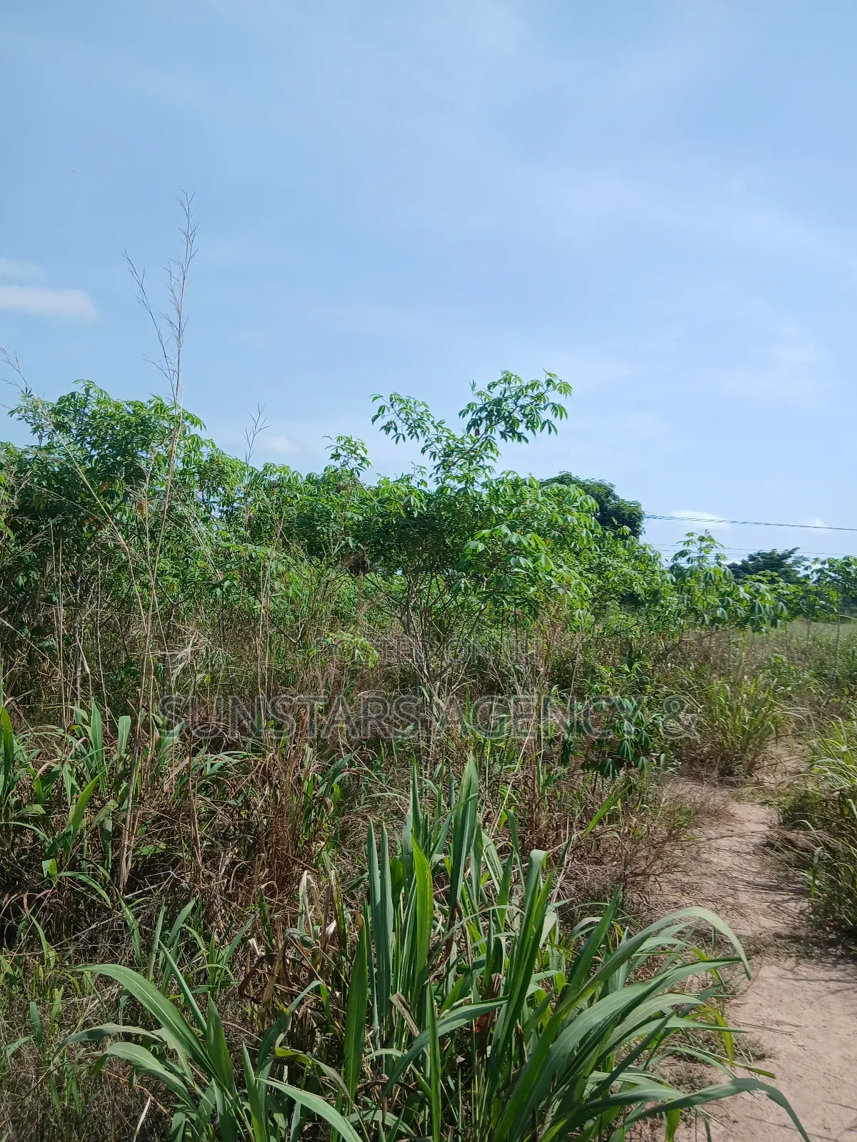 Acre Of Fertile Farm Land In Hohoe For Sale in Hohoe Municipal