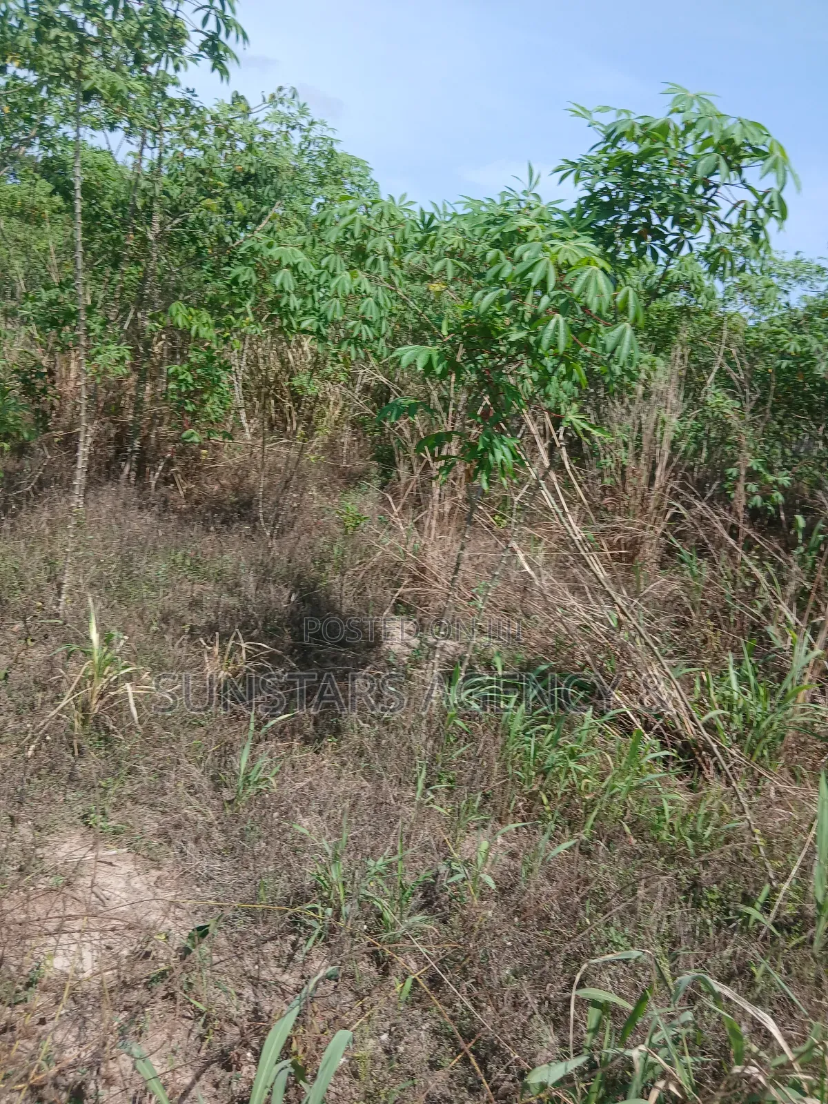 Acre Of Fertile Farm Land In Hohoe For Sale in Hohoe Municipal