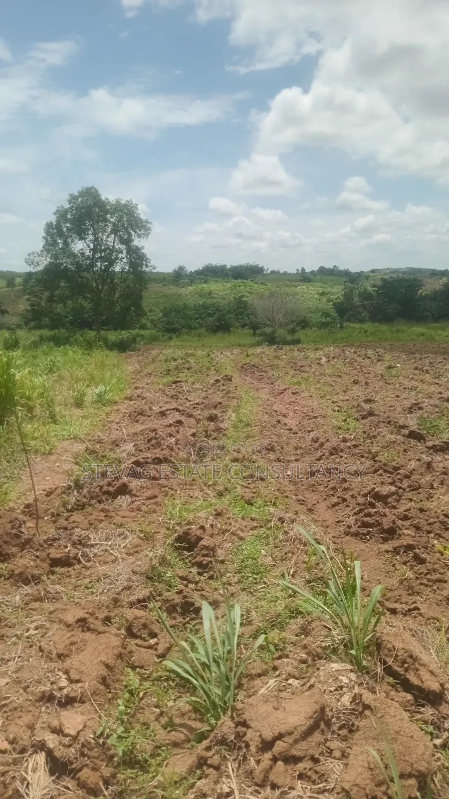 Alpha Land for Sale at Nsawam Ayibontey in Akuapim North
