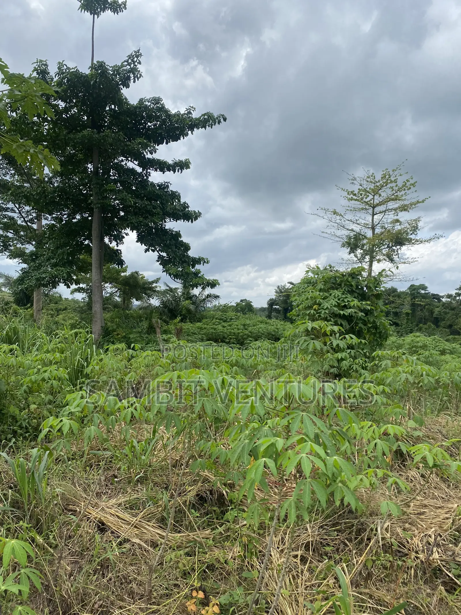 Farm Land at Krabo Kotaa 15 Minutes Drive From Adeso Junction in Ayensuano