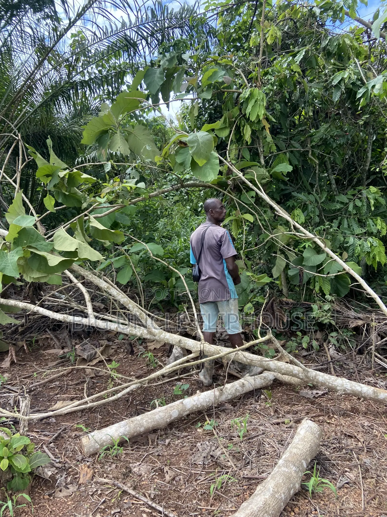 Investment Land for Sale at Dwenewoho. (10mins Drive From Mogpa) in Atwima Nwabiagya
