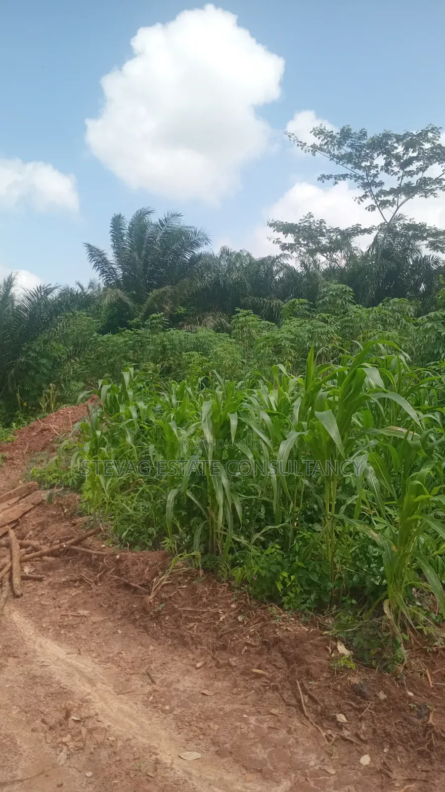 Alpha Investment Land for Sale at Kasoa Buduatta in Awutu Senya West
