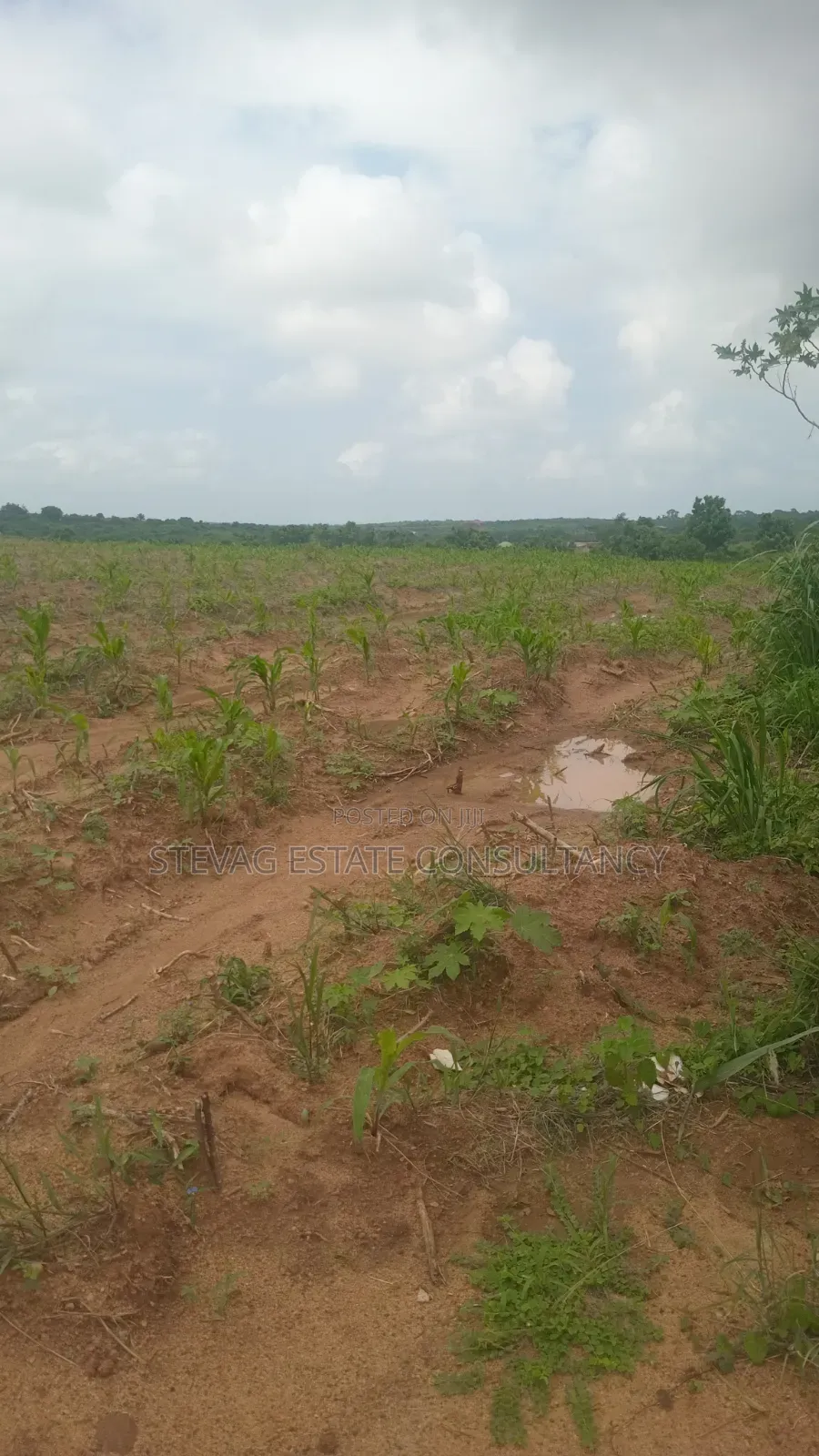 Genuine Estate Company Land for Sale at Nsawam Ayibontey in Akuapim North